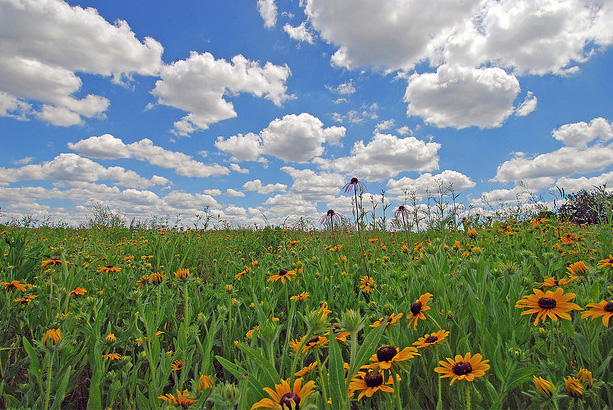 Restored prairie in McLean County, Illinois.